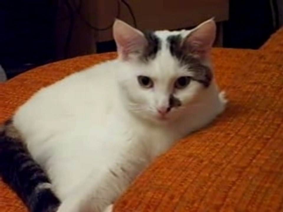 chat cat katze