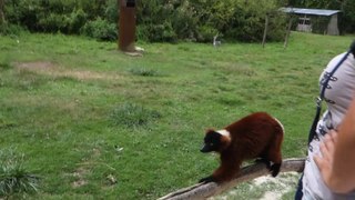 DESCRIPTION DU PARC DES FELINS SUR L'ILE DES LEMURIENS