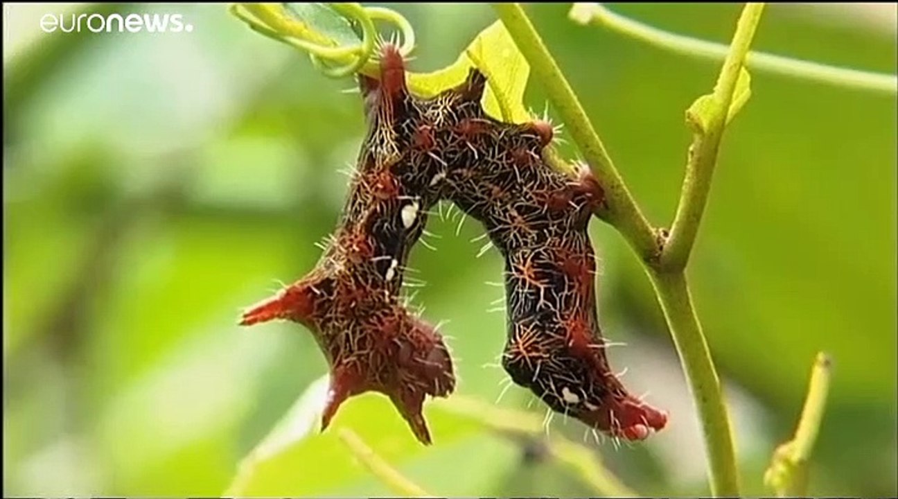 L'Amazonie essentielle ! Sans elle, la Terre ne respirera plus