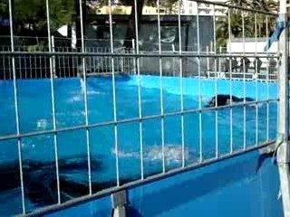 cirque international de monte-carlo, les phoques