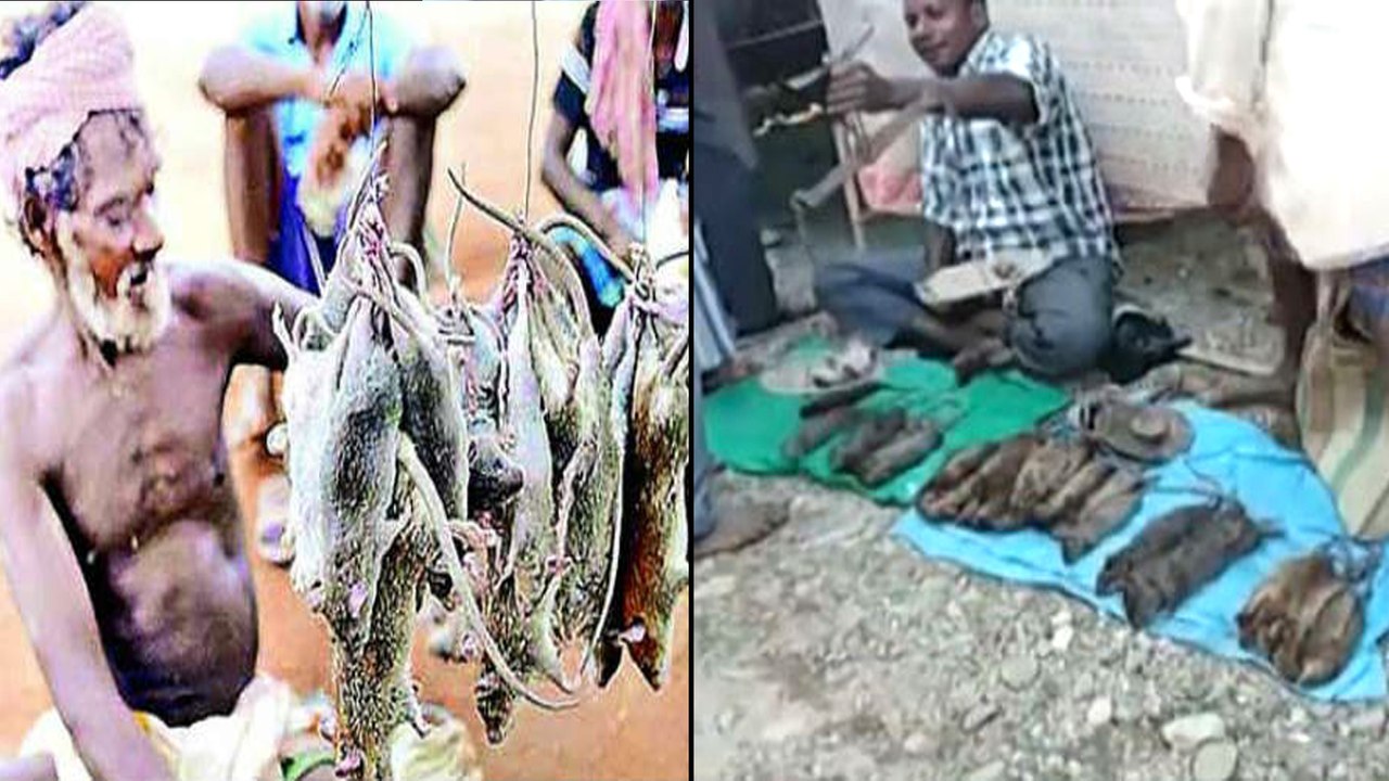 అక్కడ కిలో ఎలుకలు ధర 200 రూపాయలు || Rat Meat Sales In Kumbakonam Tamilnadu By Farmers || Oneindia