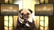 The Oscars 2014 - Best Picture Nominees (Cute Pug Version)