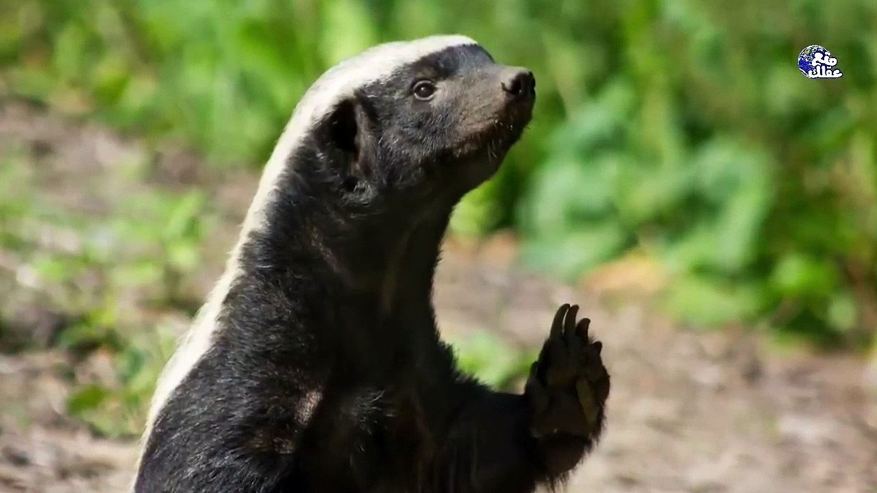 حقائق مذهلة عن اقوى حيوان فى العالم _ غرير العسل - قاهر الاسود والثعابين !