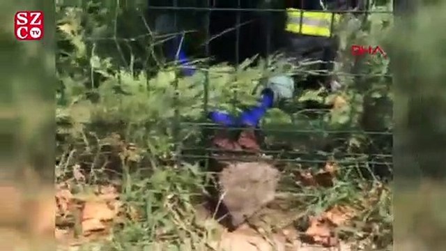 Çocukların dikkati kirpiyi kurtardı