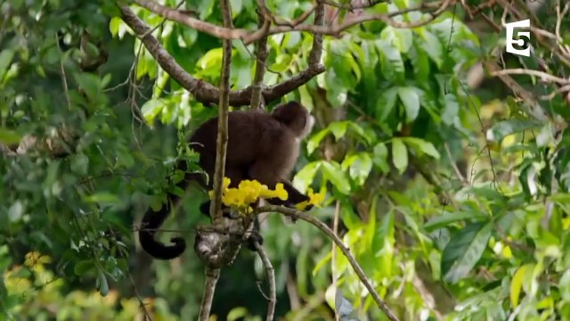 Cet oiseau tue et mange des singes - ZAPPING SAUVAGE