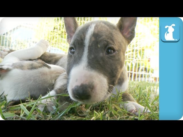 Sleepy Miniature Bull Terrier Puppies – Puppy Love