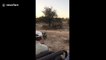 Cute moment baby rhino pretends to charge at safari jeep in South Africa