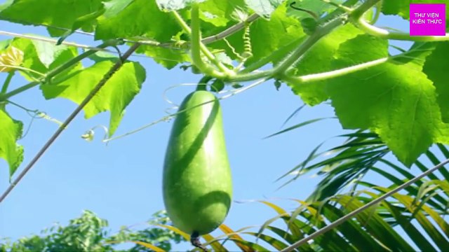 Bài thuốc chữa bệnh tiểu đường thần kỳ dễ nấu ai cũng có thể làm