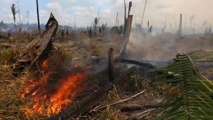 Brasilien: Spagat zwischen Umweltschutz und Wirtschaft