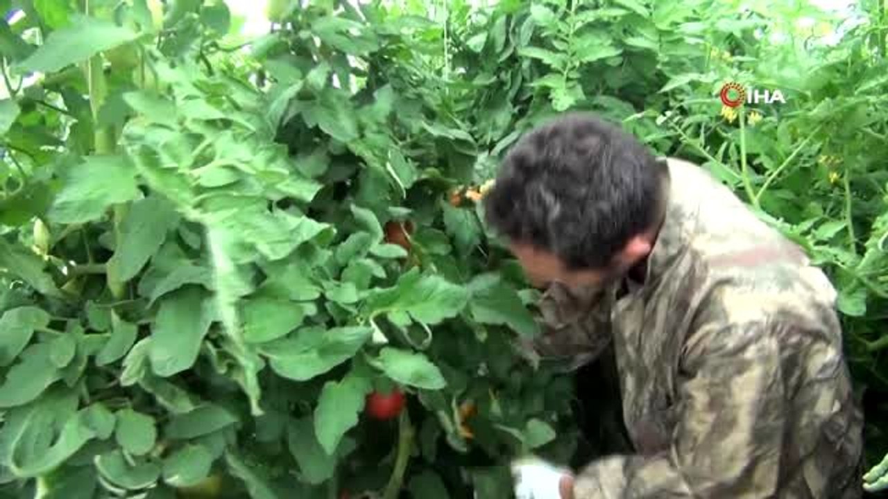 Gazeteciliği bıraktı köyünde sera kurup domates yetiştirmeye başladı