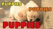 Puppies, Puppies and Puppies- - Episode 5