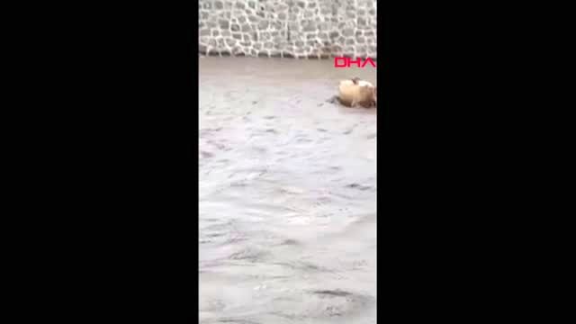 Ordu'da taşan derede mahsur kalan 5 büyükbaş kurtarıldı