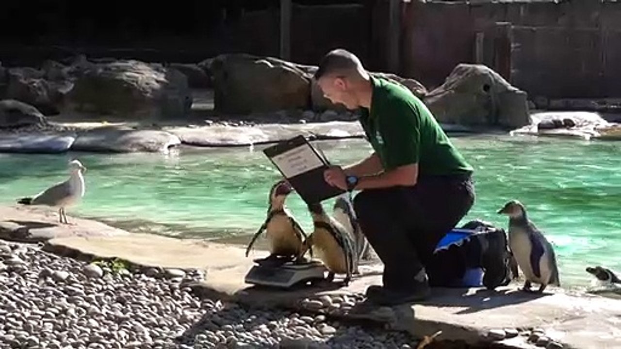 Londoner Zoo macht Inventur