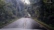 wild elephant SLEEPS in the middle of the road