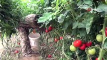 Gazeteciliği bıraktı domates yetiştirmeye başladı