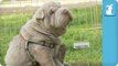 Wrinkly Shar Pei Puppy Gives Himself a Good Scratch - Puppy Love