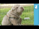 Wrinkly Shar Pei Puppy Gives Himself a Good Scratch - Puppy Love