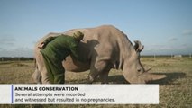 One step closer to saving northern white rhino from extinction