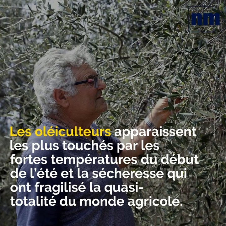brief