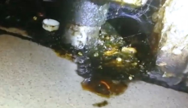 Torino - Sequestrati 400 chili di alimenti mal conservati in ristorante cinese (23.08.19)