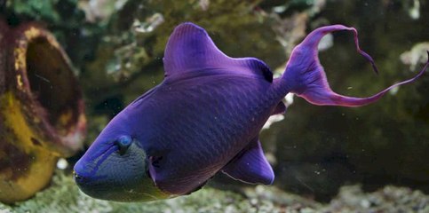 കൂട്ടത്തോടെ ചത്തൊടുങ്ങി ഉടുപ്പൂരി മത്സ്യങ്ങള്‍ | Oneindia Malayalam