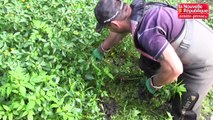 VIDEO. Beaumont : arrachage de la jussie sur les bords du Clain