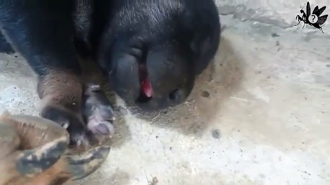 Puppies and mom sleeping cuties| Chiots et maman endormie | cuties puppies| days 2