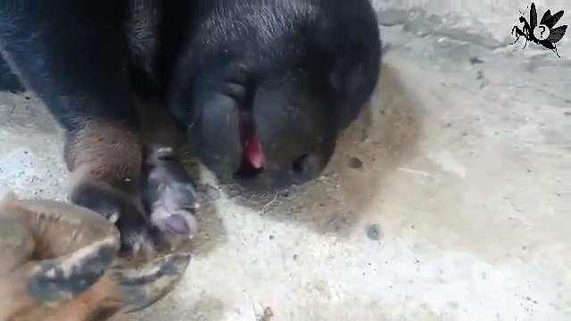 Puppies and mom sleeping cuties| Chiots et maman endormie | cuties puppies| days 2