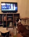 Bir köpek televizyonda zıplayan bir köpek görürse...