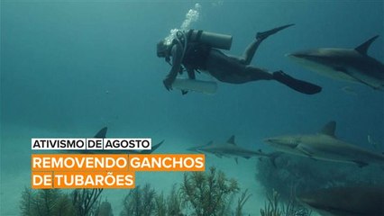 Ativismo de Agosto: Cristina faz de tudo para salvar os tubarões