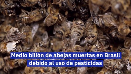 Medio billón de abejas muertas en Brasil debido al uso de pesticidas