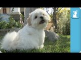 Shichon Puppies Eat Salad From The Ground - Puppy Love