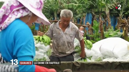 Bananes : la Chine en raffole