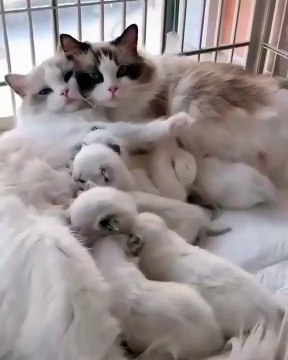 Cette chatte et ses petits sont trop mimi. Admirez !