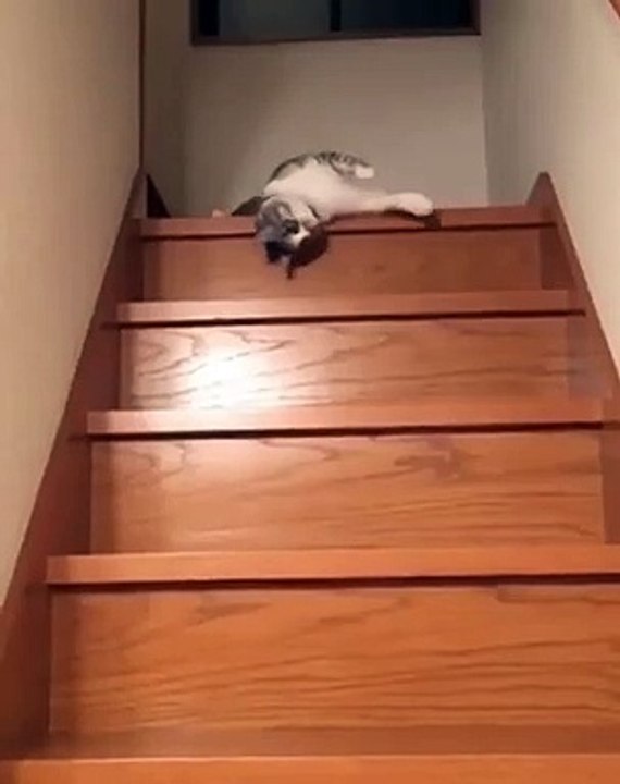 Ce chat est si paresseux qu'il ne veut pas descendre les escaliers normalement. Marrant !