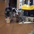 Ce chat a trouvé un banc qui lui plait mais il est trop petit. Marrant !