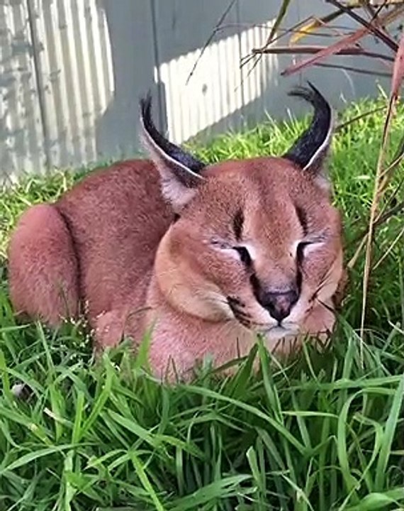 Kato le chat sauvage n’est pas du tout impressionné par la visite rapide de Kaia pour le toiletter !