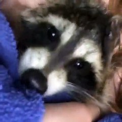 Ce raton-laveur adore se réchauffer après un bain. Regardez !