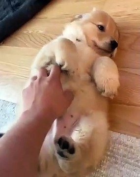 Cet adorable gros chiot a un joli petit ventre rose. Cute !