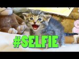-SELFIE (Official Cat Music Video) - The Chainsmokers PARODY -LOLCAT