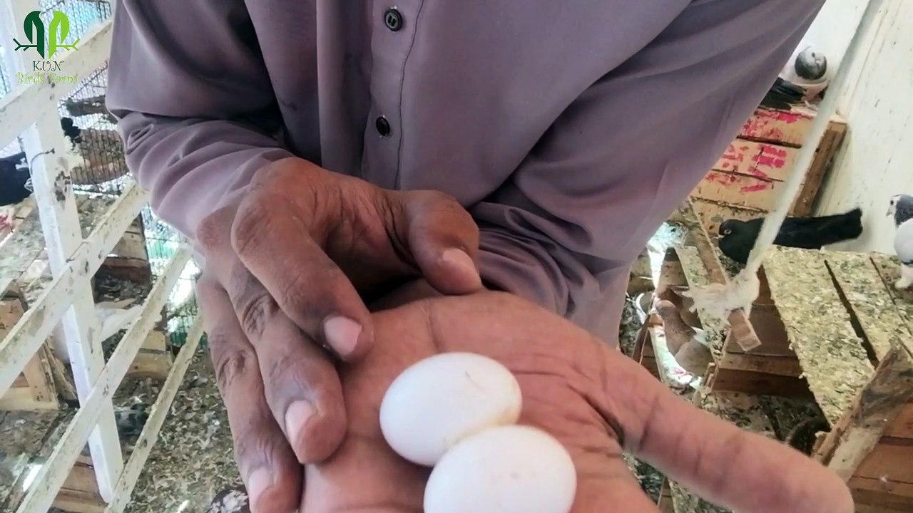 kabootar ka Ando Say nar or mada ka farq