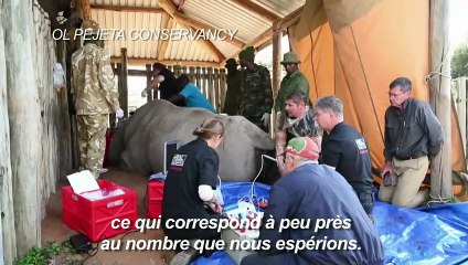 Au Kenya, elles sont le dernier espoir de leur espèce