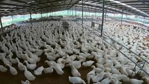 Surto de peste suína africana faz disparar preço da carne na China