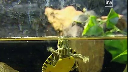 Var : des tortues très envahissantes