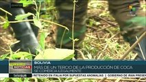 Bolivia: ONU reporta disminución de cultivos de coca en 6%