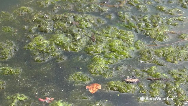 Toxic algae blooming around Garden State