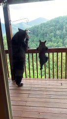 Pair of Bears Enjoy Bird Feeder