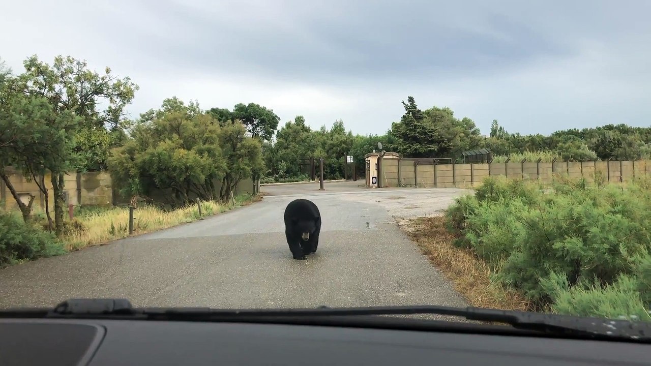 Large Bear Strolls Leisurely Towards Car