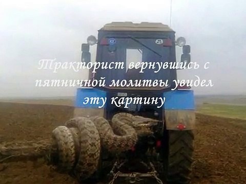 Гигантская змея на Кавказе