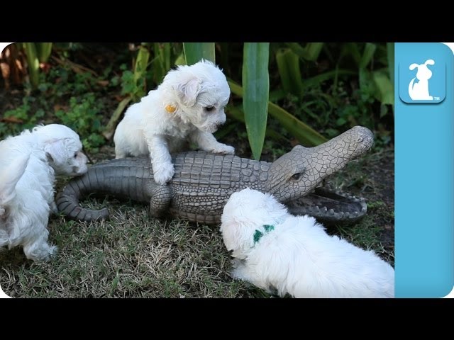 Bichon Frise Puppies VS. Alligator – Puppy Love